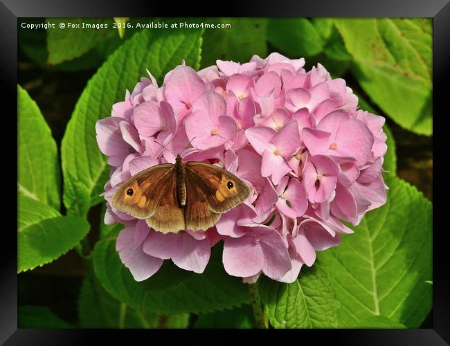 Meadow Brown Butterfly Framed Print by Derrick Fox Lomax
