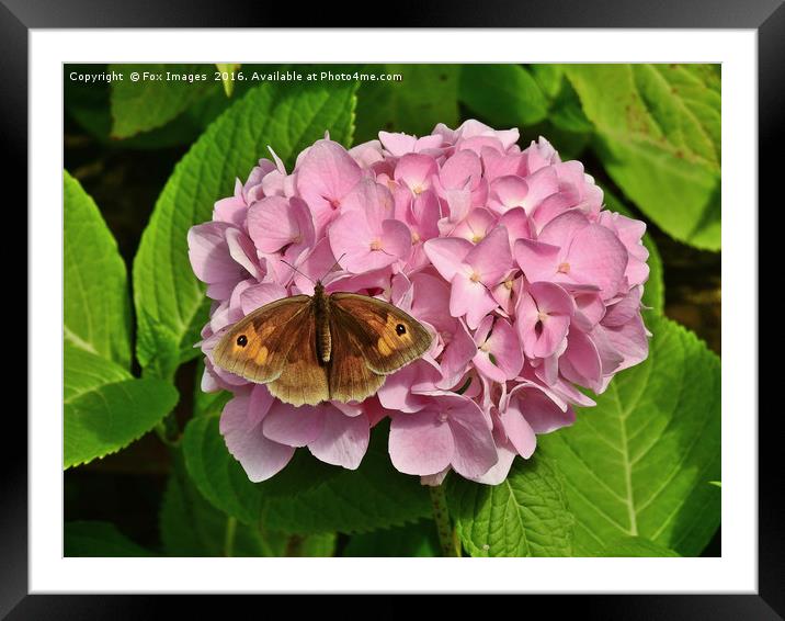 Meadow Brown Butterfly Framed Mounted Print by Derrick Fox Lomax