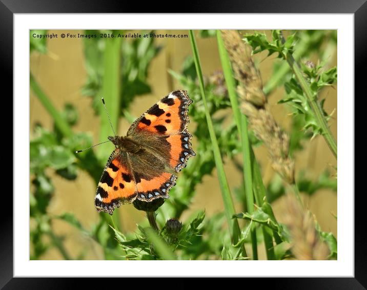  Tortoise shell Butterfly Framed Mounted Print by Derrick Fox Lomax