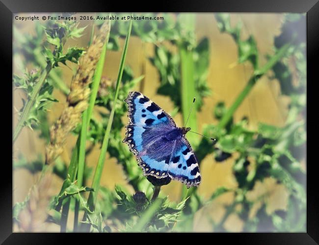  Blue Tortoise Shell Framed Print by Derrick Fox Lomax