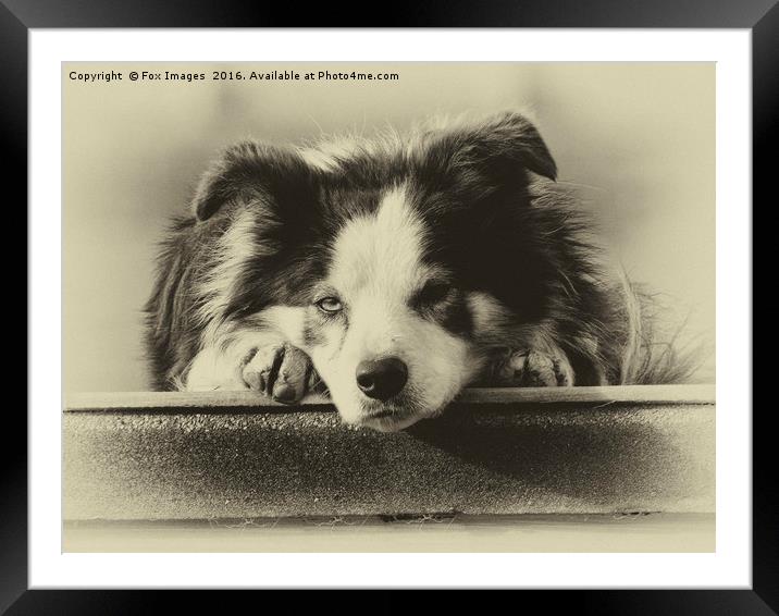 Border Collie Framed Mounted Print by Derrick Fox Lomax