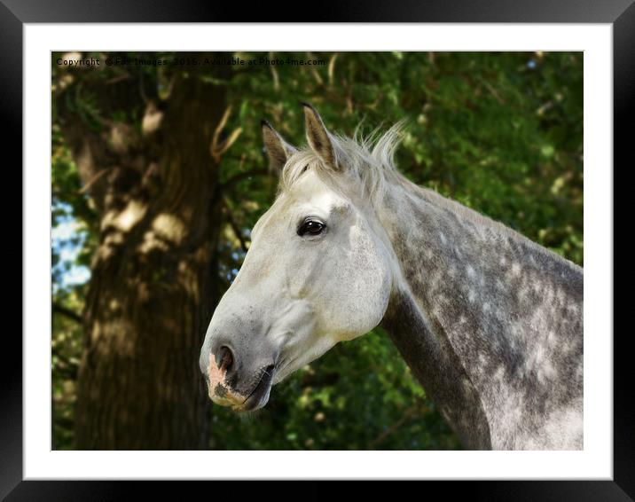 Horse in the countryside Framed Mounted Print by Derrick Fox Lomax