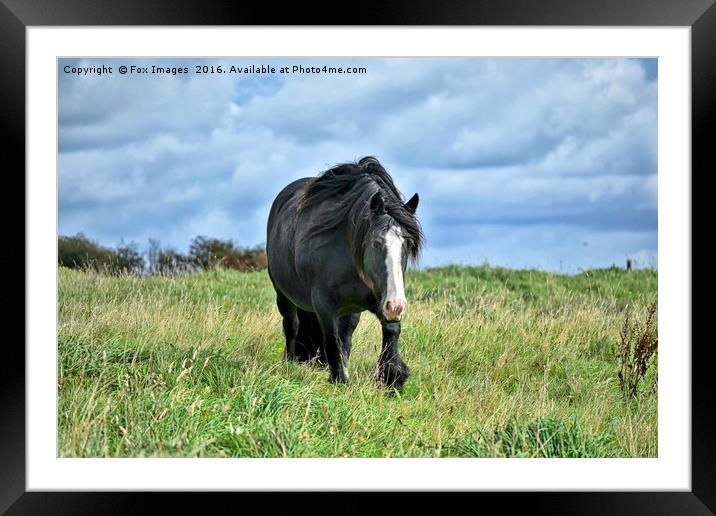 Black horse Framed Mounted Print by Derrick Fox Lomax