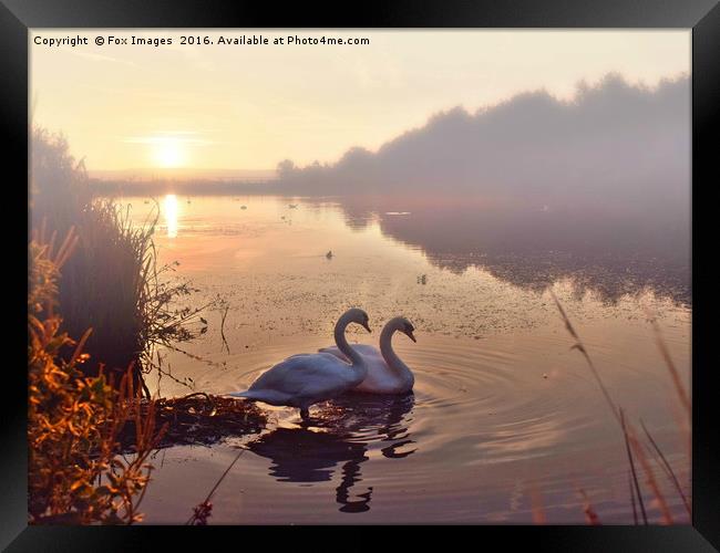 Swans on the lake Framed Print by Derrick Fox Lomax