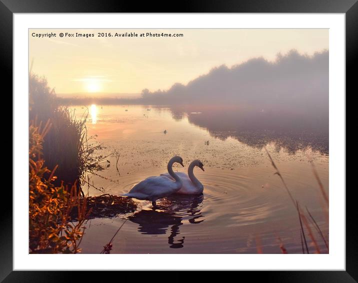 Swans on the lake Framed Mounted Print by Derrick Fox Lomax