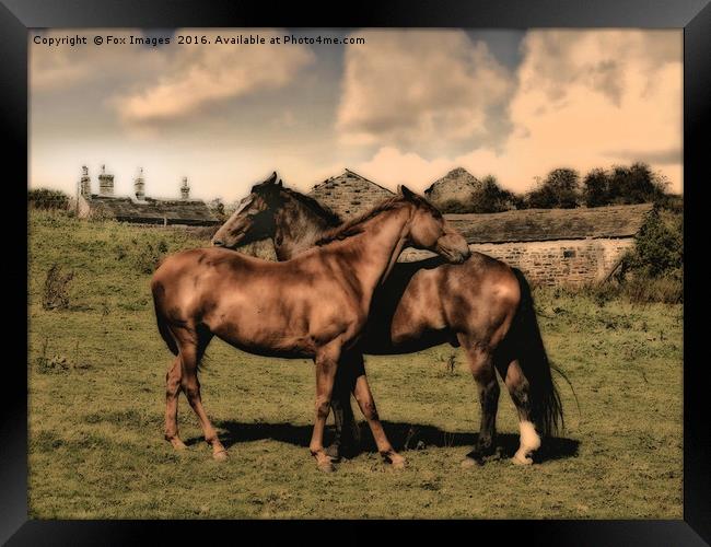 Horses on the farm Framed Print by Derrick Fox Lomax