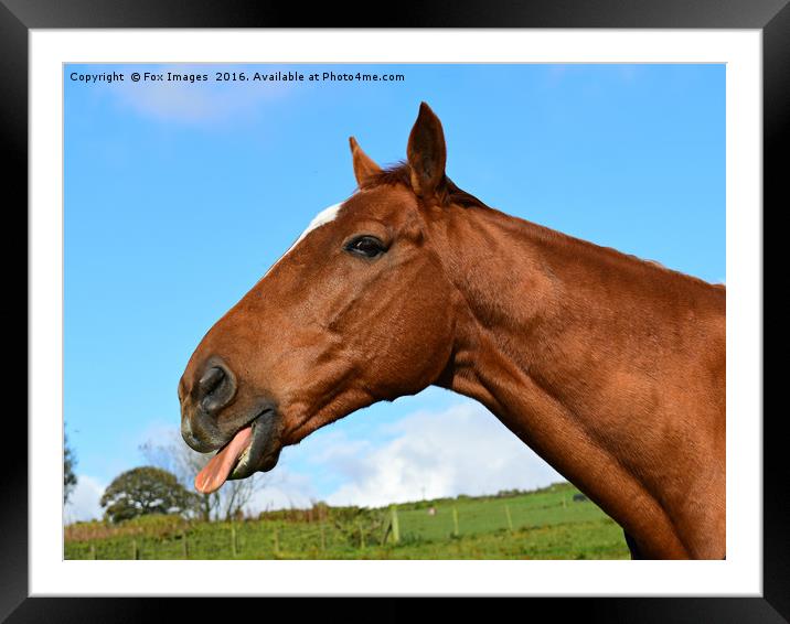 Cheeky Racehorse Framed Mounted Print by Derrick Fox Lomax