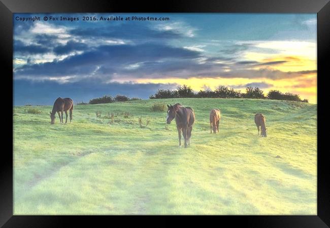  Misty Sunrise horses Framed Print by Derrick Fox Lomax