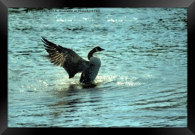 Canadian goose on the lake Framed Print by Derrick Fox Lomax