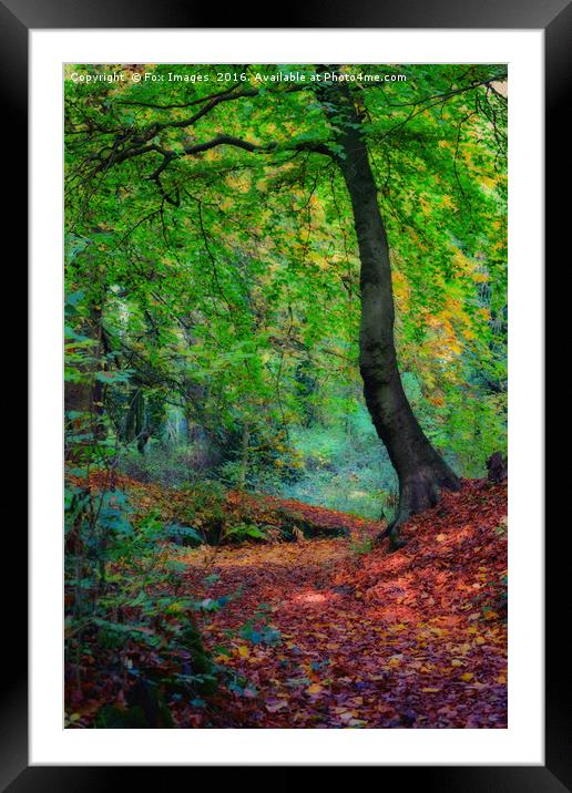 Autumn forest Framed Mounted Print by Derrick Fox Lomax