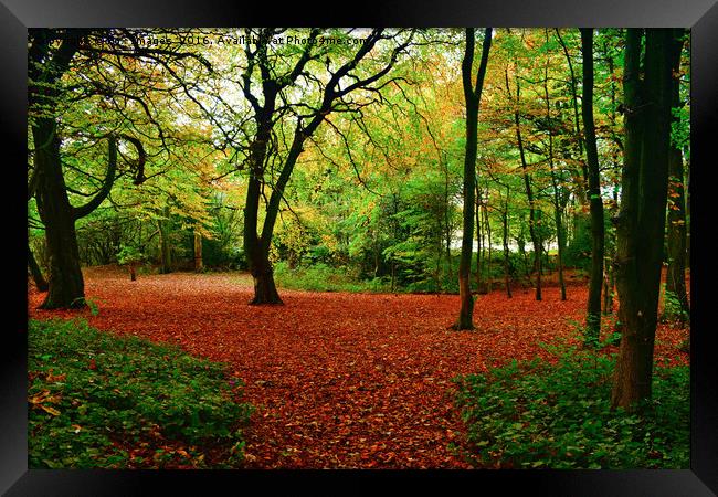 autumn trees Framed Print by Derrick Fox Lomax
