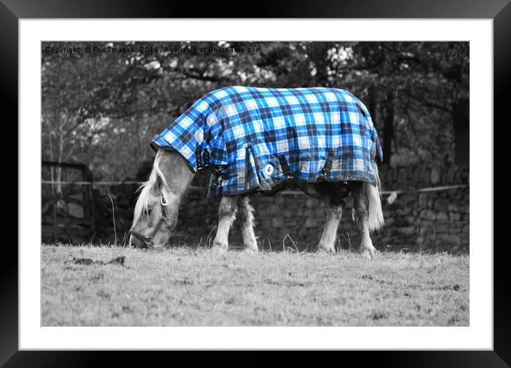 Horse and jacket Framed Mounted Print by Derrick Fox Lomax
