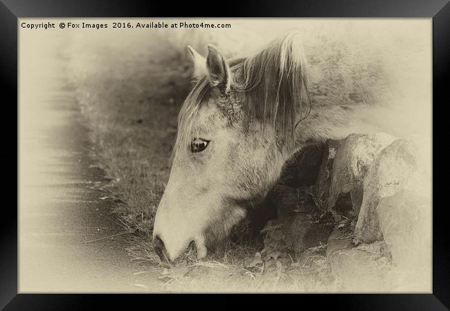 Horse and grass Framed Print by Derrick Fox Lomax