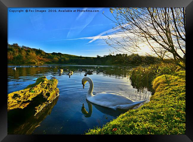 Swan at the  lakeside Framed Print by Derrick Fox Lomax