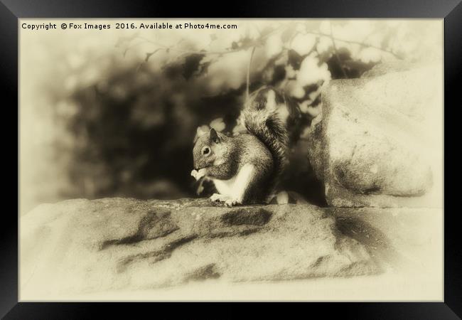 Grey Squirrel Framed Print by Derrick Fox Lomax