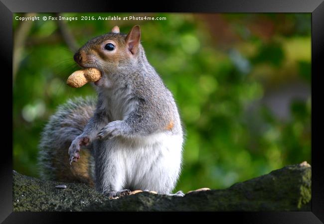 Grey Squirrel feeding Framed Print by Derrick Fox Lomax