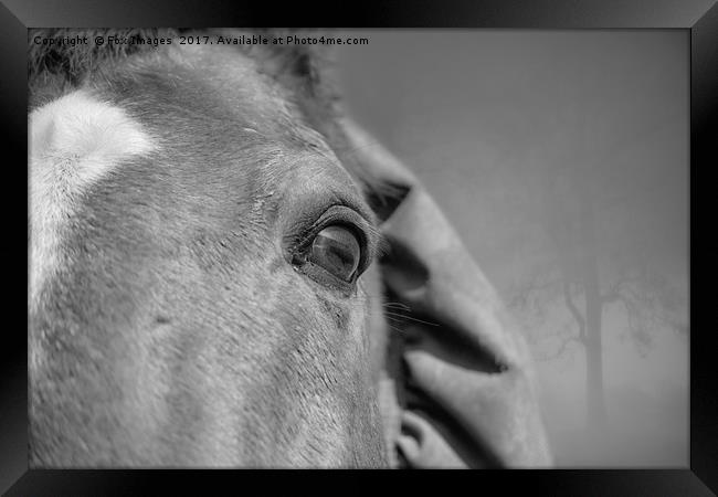 Horses eye Framed Print by Derrick Fox Lomax