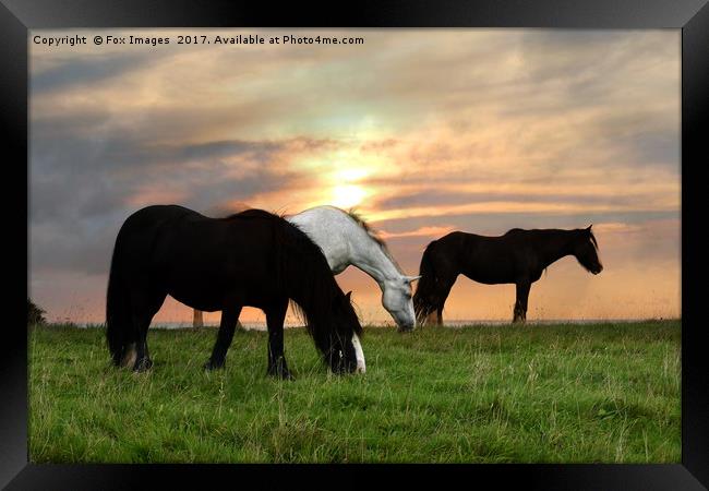 Horses at sunset Framed Print by Derrick Fox Lomax