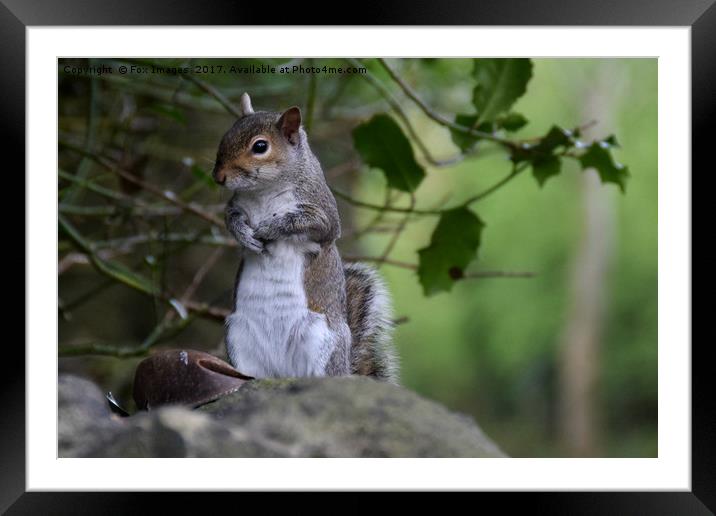 Grey Squirell Framed Mounted Print by Derrick Fox Lomax