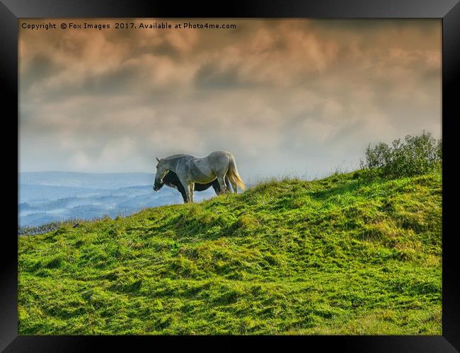 Horses on the hill Framed Print by Derrick Fox Lomax