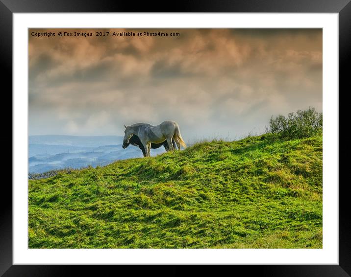 Horses on the hill Framed Mounted Print by Derrick Fox Lomax