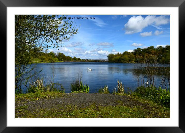 Swan on the lake Framed Mounted Print by Derrick Fox Lomax