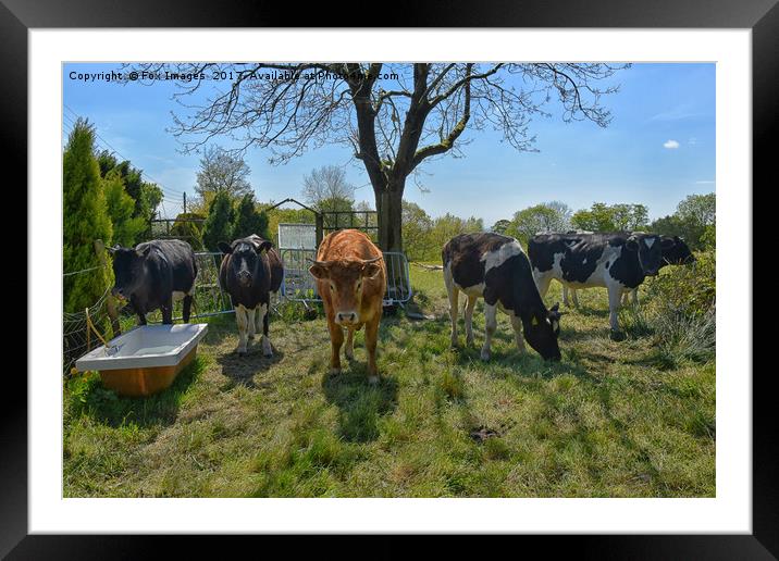 Enthralling Lancashire Countryside Livestock Framed Mounted Print by Derrick Fox Lomax