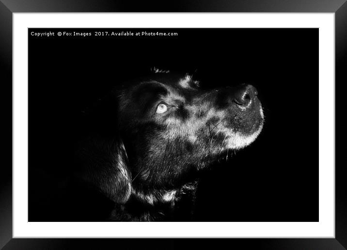 Black Labrador Framed Mounted Print by Derrick Fox Lomax