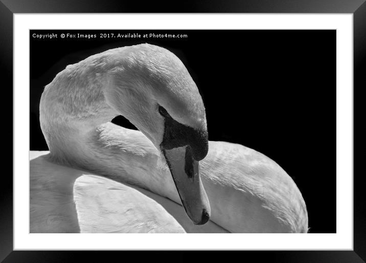 Female Mute Swan Framed Mounted Print by Derrick Fox Lomax
