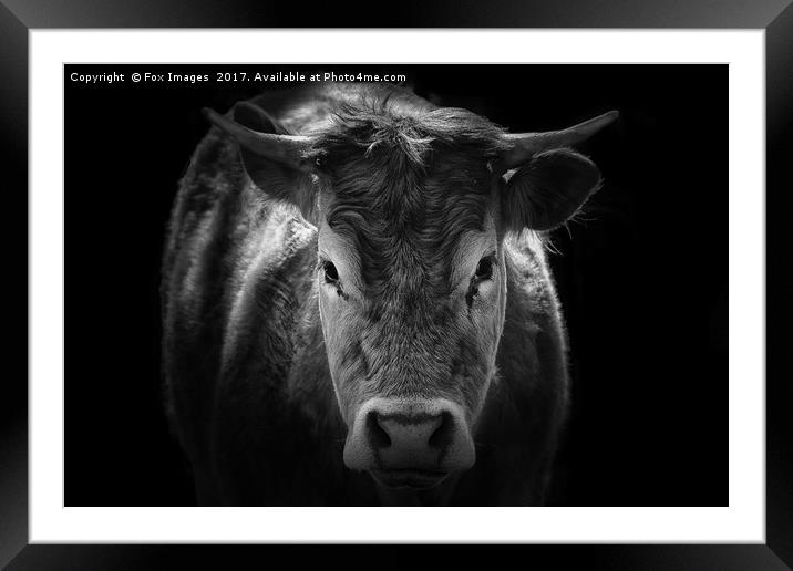 Bull portrait Framed Mounted Print by Derrick Fox Lomax