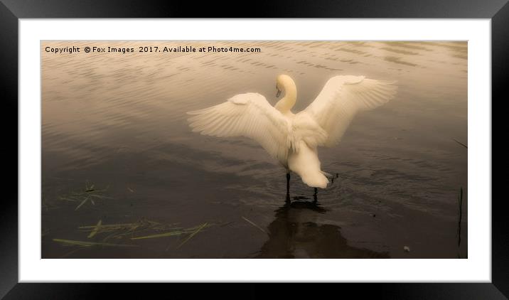 Swan on a misty lake Framed Mounted Print by Derrick Fox Lomax
