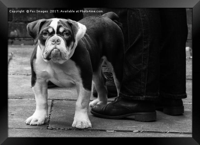 British Bulldog Framed Print by Derrick Fox Lomax