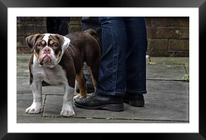 British Bulldog Framed Mounted Print by Derrick Fox Lomax