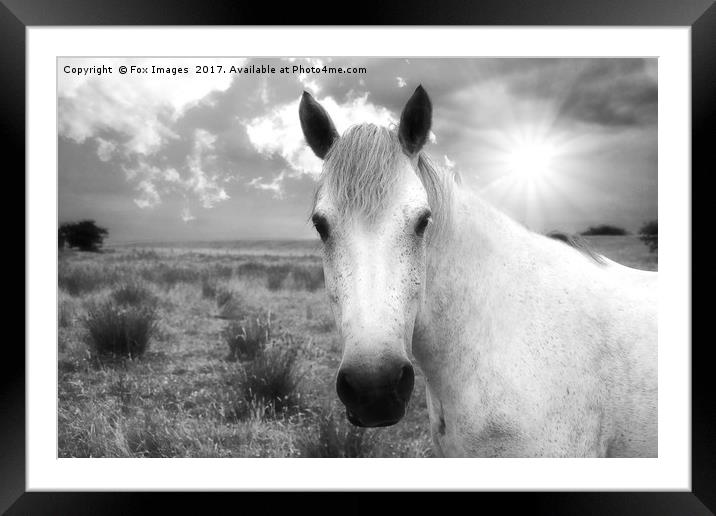 Horse in the sun Framed Mounted Print by Derrick Fox Lomax