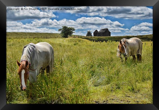 Horses at birtle barn Framed Print by Derrick Fox Lomax