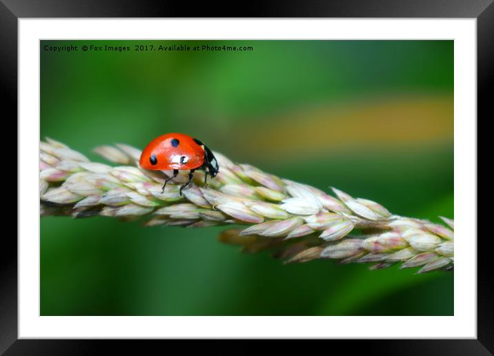  Red Ladybird  Framed Mounted Print by Derrick Fox Lomax