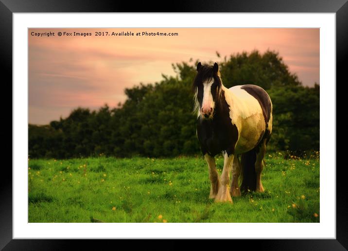 Horse in Dusk Framed Mounted Print by Derrick Fox Lomax