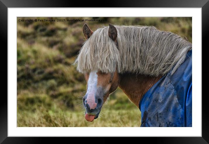Cheeky Horse Framed Mounted Print by Derrick Fox Lomax