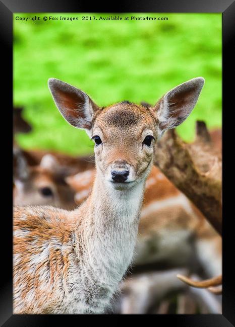 Female fallow deer  Framed Print by Derrick Fox Lomax