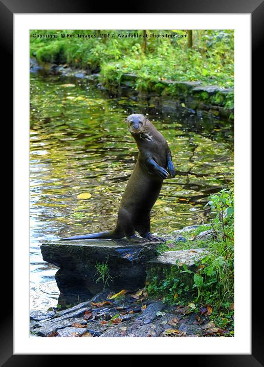 Giant otter Framed Mounted Print by Derrick Fox Lomax