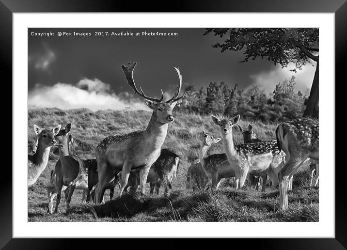Fallow deer Framed Mounted Print by Derrick Fox Lomax