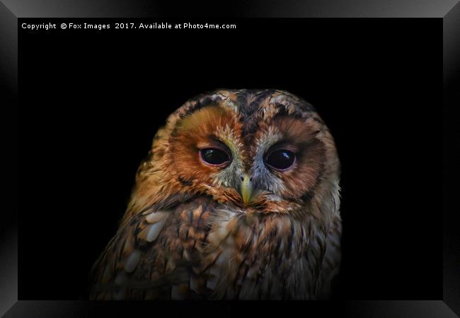 Tawny Owl Framed Print by Derrick Fox Lomax
