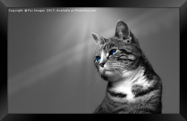 Tabby Cat Framed Print by Derrick Fox Lomax
