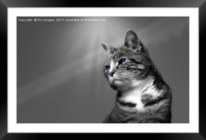 Tabby Cat Framed Mounted Print by Derrick Fox Lomax