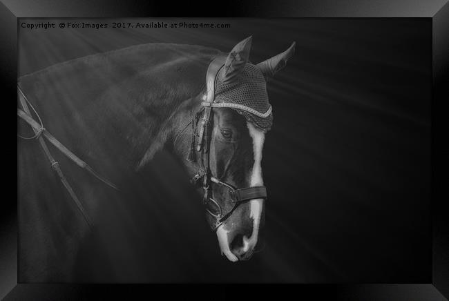 Horse portrait Framed Print by Derrick Fox Lomax