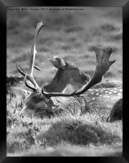Sleeping stag Framed Print by Derrick Fox Lomax