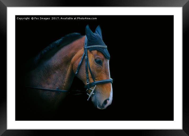 Chesnut Horse Framed Mounted Print by Derrick Fox Lomax