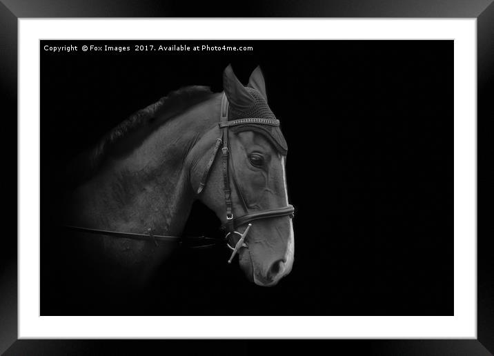 Horse dressage Framed Mounted Print by Derrick Fox Lomax