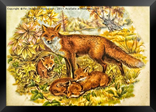 Fox And Cubs Framed Print by Derrick Fox Lomax