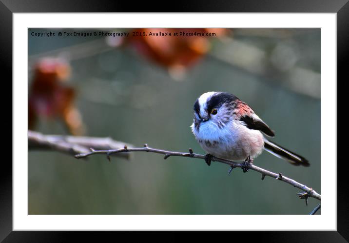 Long Tailed Tit Framed Mounted Print by Derrick Fox Lomax